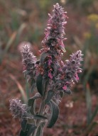 Stachys germanica