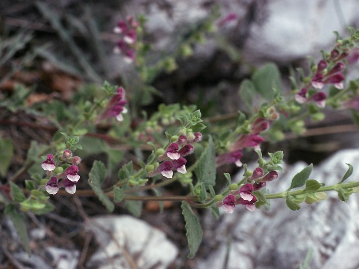 Scutellaria rubicunda