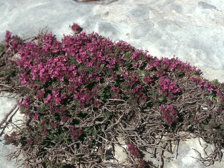 Thymus boissieri