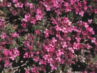 Teucrium boissieri