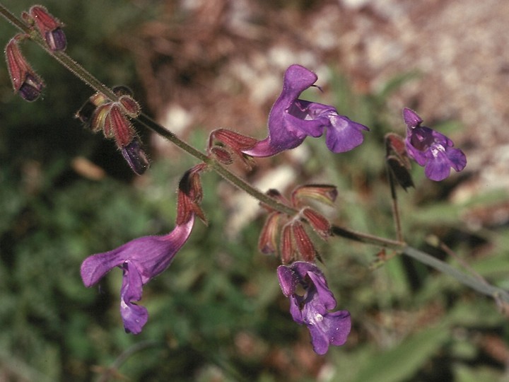 Salvia ringens