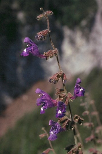 Salvia ringens