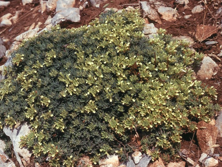 Teucrium montanum