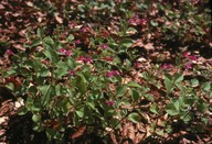 Calamintha grandiflora