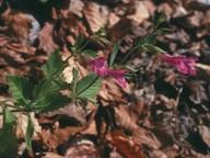 Calamintha grandiflora