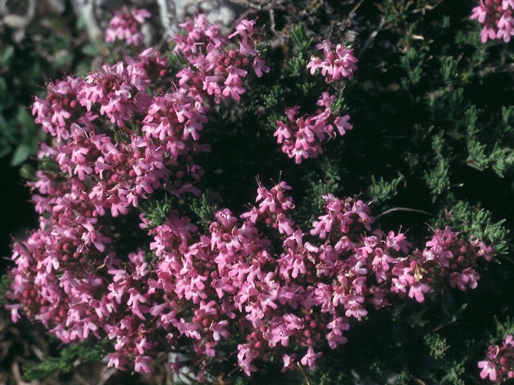 Thymus boissieri