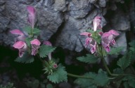 Lamium garganicum