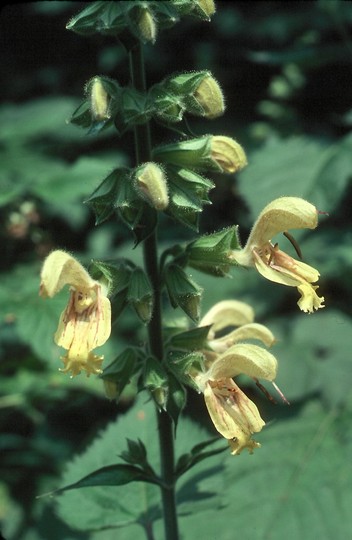 Salvia glutinosa