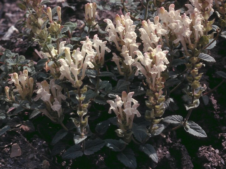 Scutellaria alpina