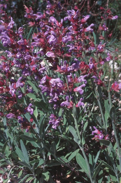 Salvia officinalis