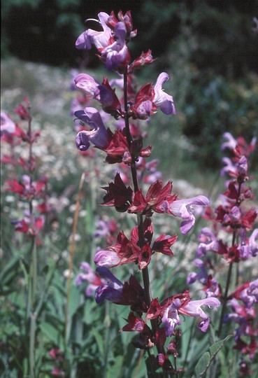 Salvia officinalis