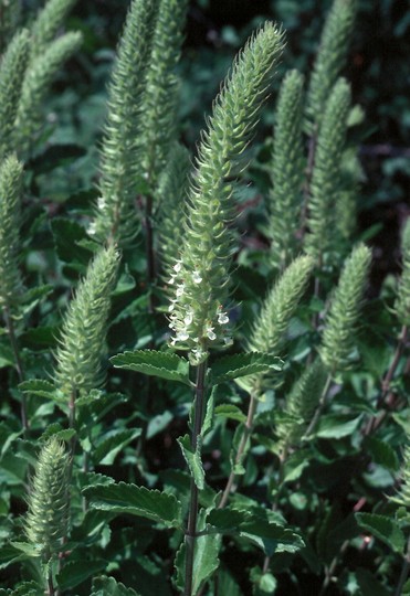 Teucrium arduini?