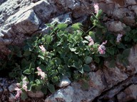 Lamium garganicum
