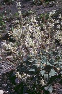 Salvia candidissima