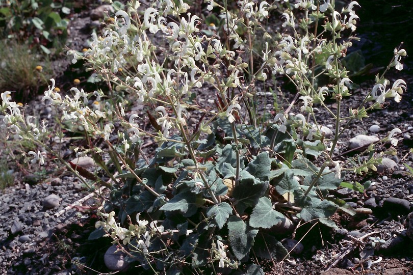 Salvia candidissima