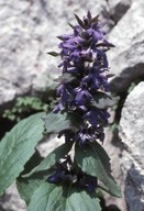 Ajuga genevensis