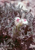 Salvia caespitosa