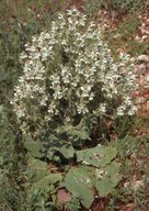 Salvia sp.5