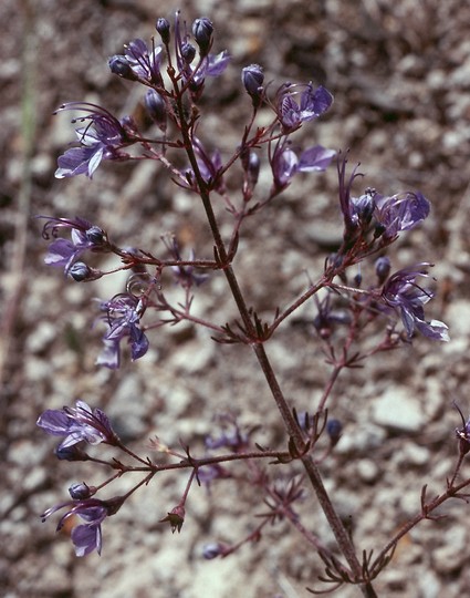 Teucrium sp.