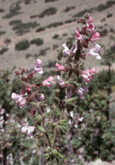 Salvia sp.3