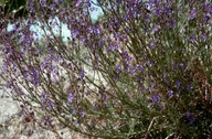 Teucrium sp.