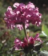 Stachys grandiflora