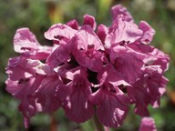 Stachys grandiflora