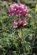 Stachys grandiflora