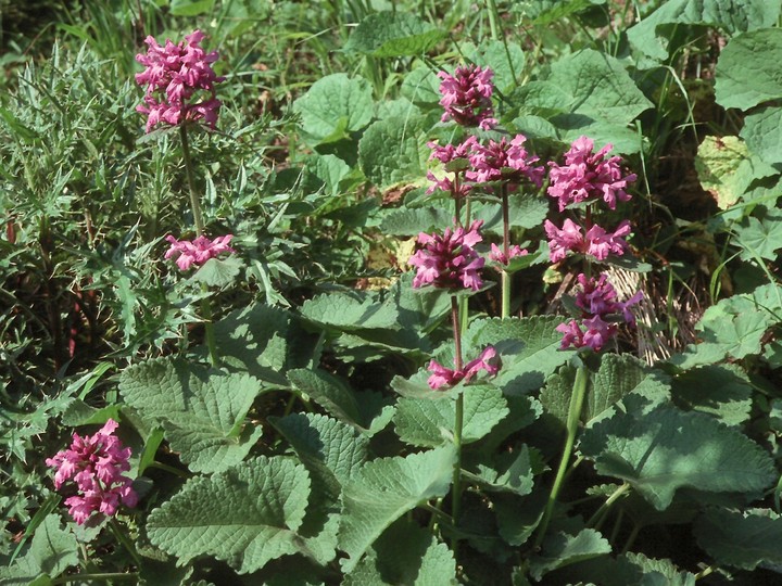 Stachys grandiflora