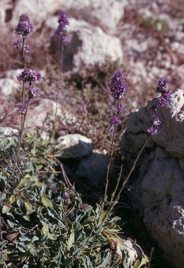 Lavandula sp.