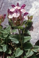 Scutellaria alpina