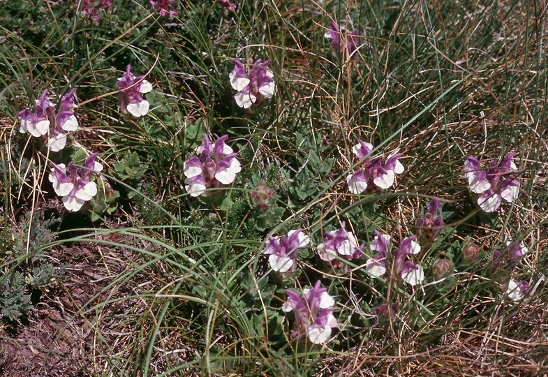 Scutellaria alpina