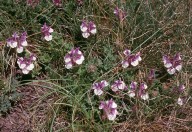 Scutellaria alpina