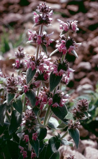 Stachys germanica