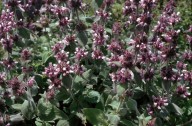 Stachys germanica