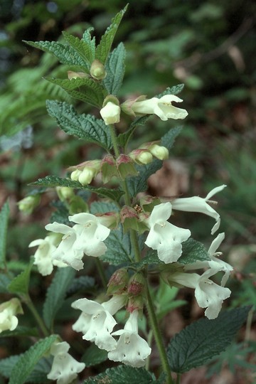 Melittis melissophyllum