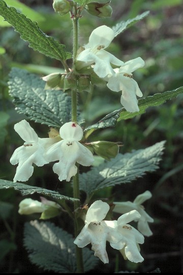 Melittis melissophyllum