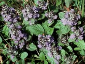 Ajuga genevensis