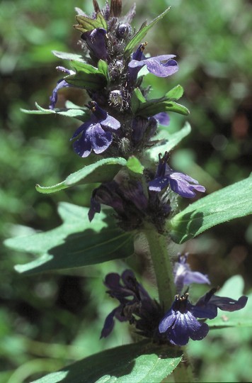 Ajuga genevensis