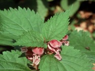 Lamium orvala