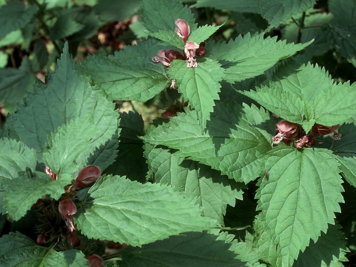 Lamium orvala