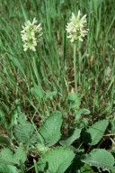 Stachys alopecurus