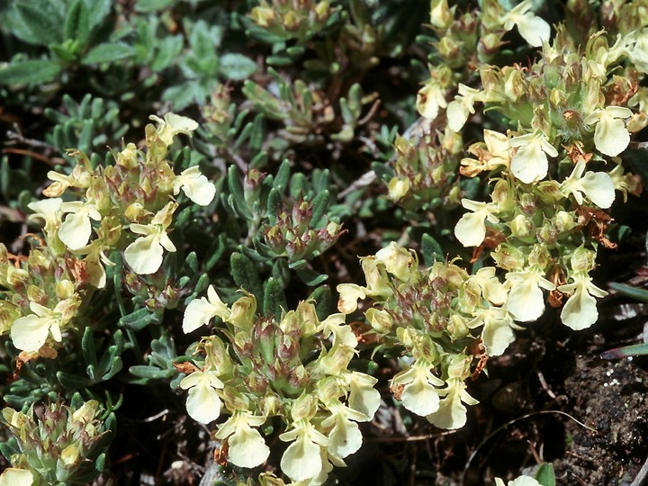 Teucrium montanum