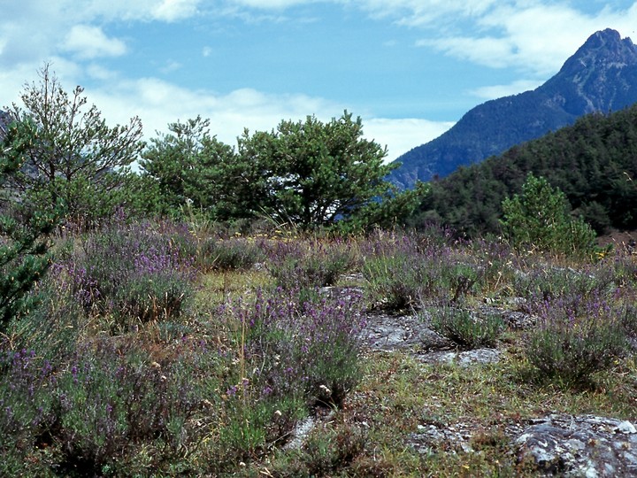 Lavandula officinalis