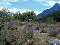 Lavandula officinalis