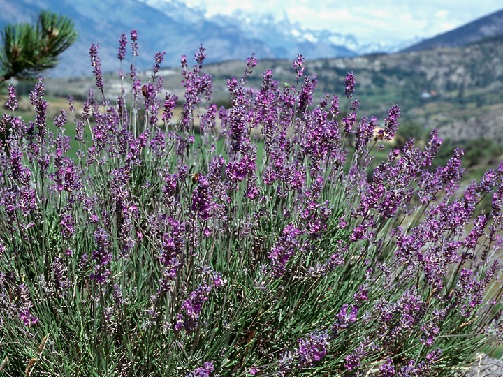 Lavandula officinalis