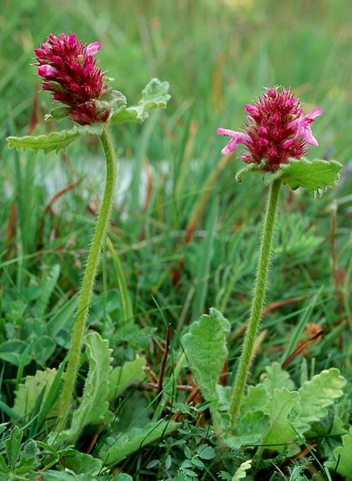 Stachys pradica