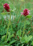 Stachys pradica