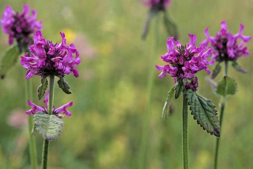 Betonica officinalis