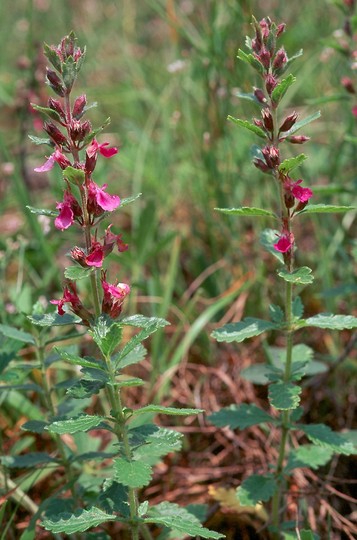 Teucrium chamaedrys